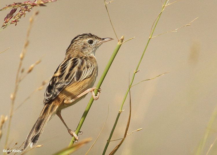        Zitting Cisticola  Cisticola juncidis Beit Shean Valley Israel , October   2011  Lior Kislev                           